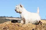 WESTIE 234
